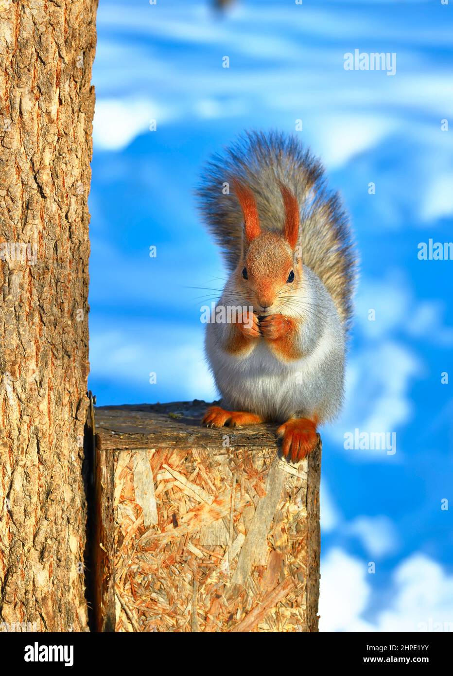 Écureuil sur un arbre en hiver. Un animal de la forêt avec la fourrure d'hiver est assis sur un convoyeur en bois sur un fond flou. Région de Novosibirsk, Sibérie, Russie Banque D'Images