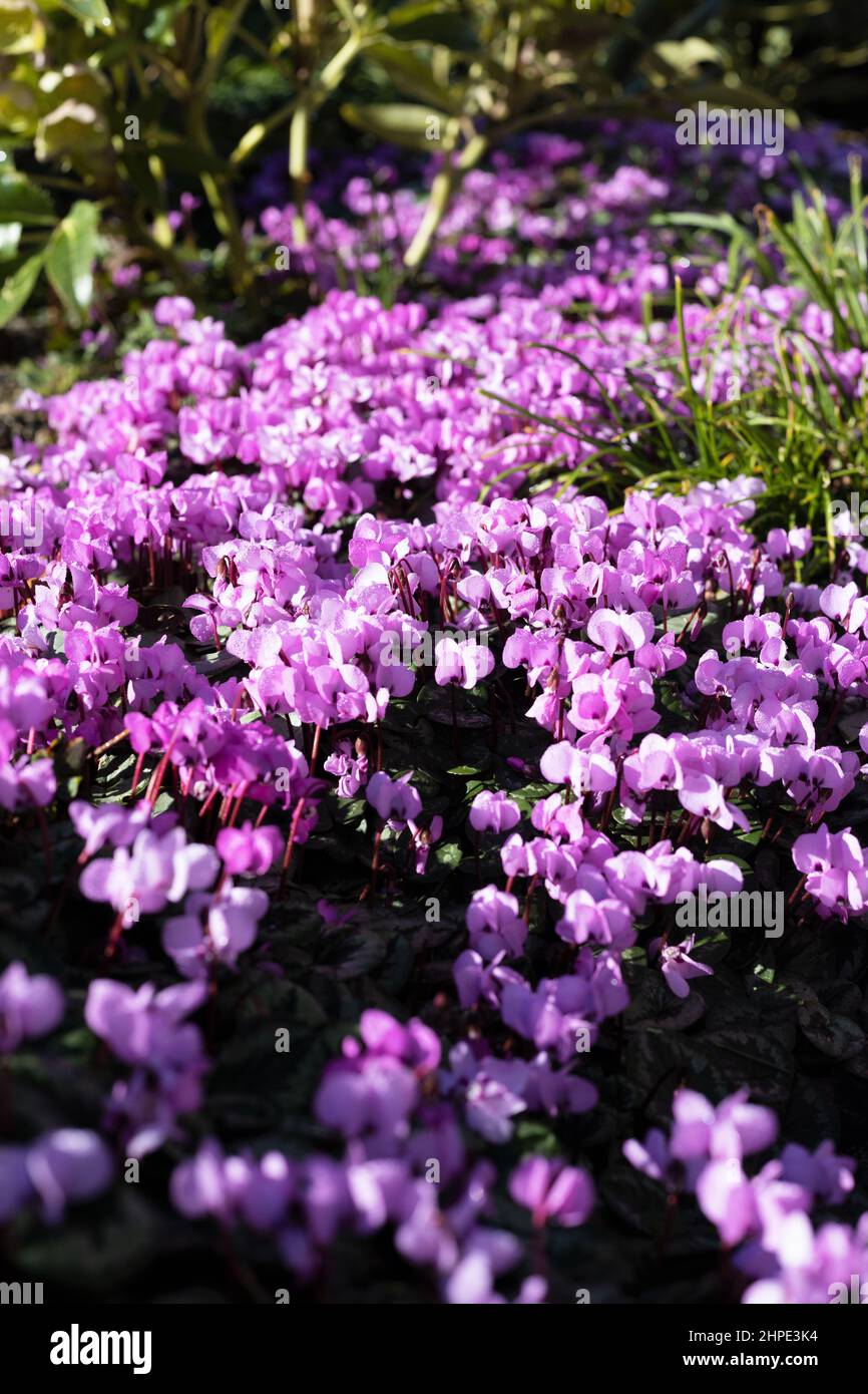 Un grand groupe de fleurs de cyclamen. Banque D'Images