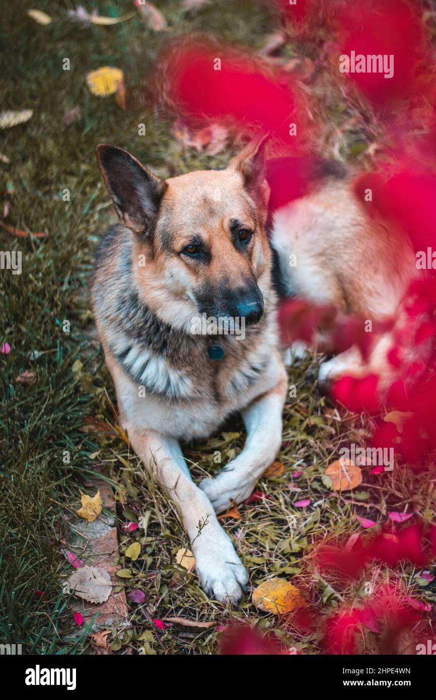 Photo verticale d'un Shepard allemand se relaxant dans l'herbe Banque D'Images