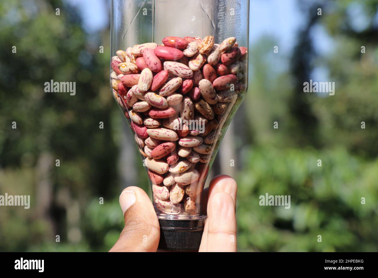 Graines de haricots dans une petite bouteille tenue à la main sur fond de nature, graines de Rajma ou haricots de rein Motated Banque D'Images