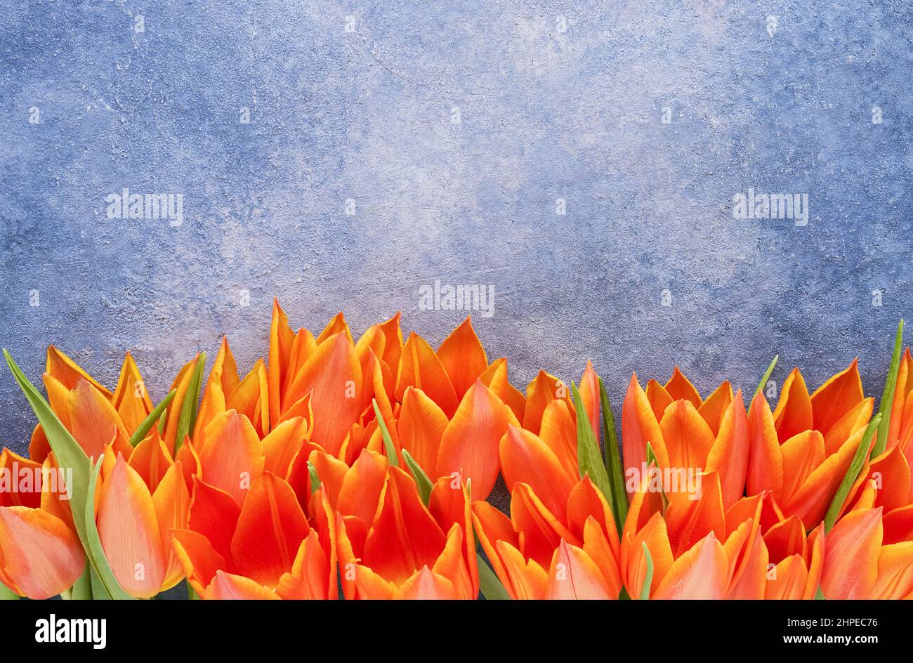 Les tulipes orange bordent un fond en béton bleu. Fête des mères, jour de la Saint-Valentin, concept d'anniversaire Banque D'Images