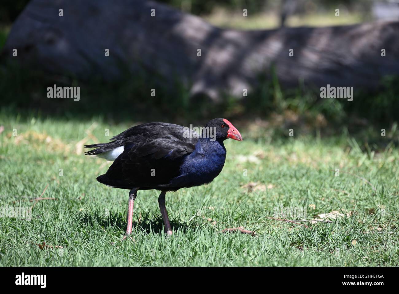 Photo d'une poule marécageuse violette, ou pukeko, debout dans une zone herbeuse baignée de soleil, avec un tronc d'arbre tombé dans le fond couvert d'ombre Banque D'Images