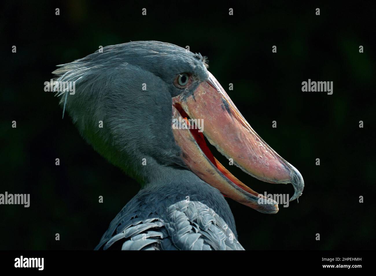 Shoebill, Balaeniceps rex, portrait d'oiseau avec grand bec, Ouganda, Afrique centrale. Oiseau rare dans la forêt verte herbacée. Observation des oiseaux en Afrique sauvage. Banque D'Images