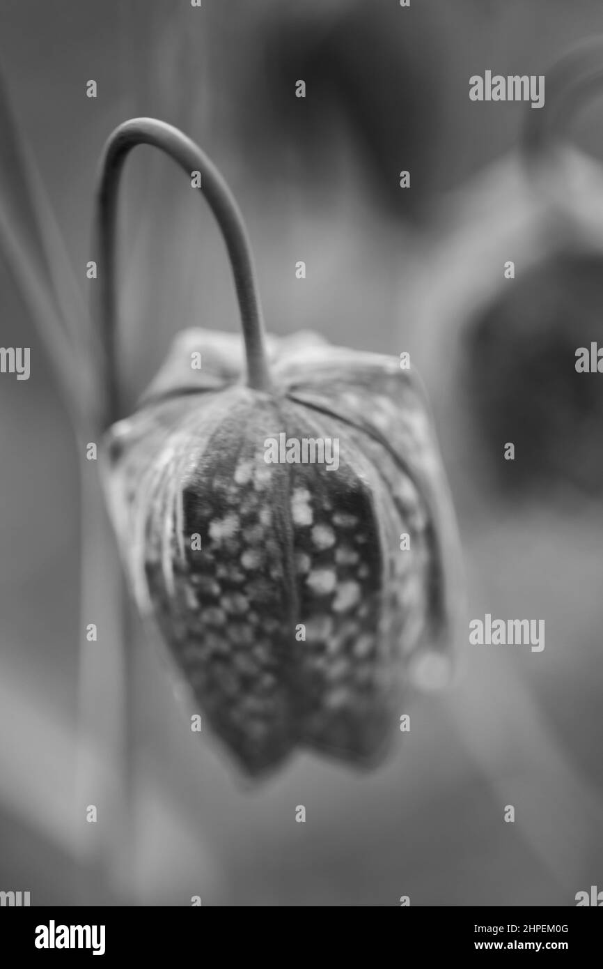 Une seule fleur fritillaire à tête de serpent dans la lumière du soir avec un arrière-plan flou - photo noir et blanc. Banque D'Images