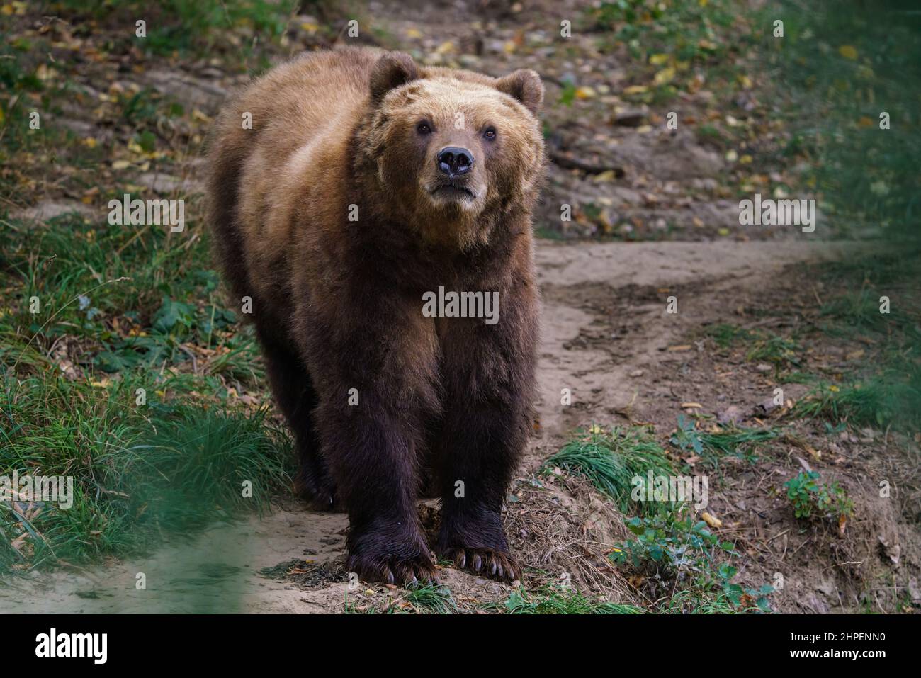 Ours brun de Kamchatka dans la forêt, Ursus arctos beringianus Banque D'Images