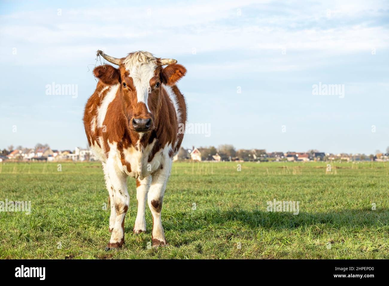 La jolie vache laitière brune rouge se tient dans un pré, le ciel bleu, l'herbe verte sur la corne Banque D'Images