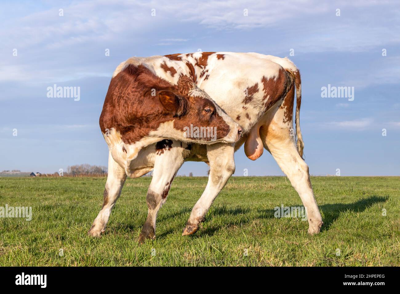 Bull léchant ses balles, en train de lui démanger, en se pliant agile et flexible avec un anneau de nez dans un champ et ciel bleu horizon Banque D'Images