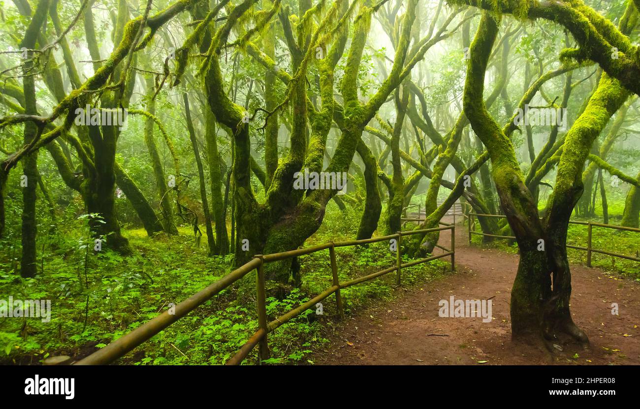 Arbres mousseux dans la forêt nuageuse à feuilles persistantes du parc national de Garajonay, la Gomera, îles Canaries, Espagne. Banque D'Images