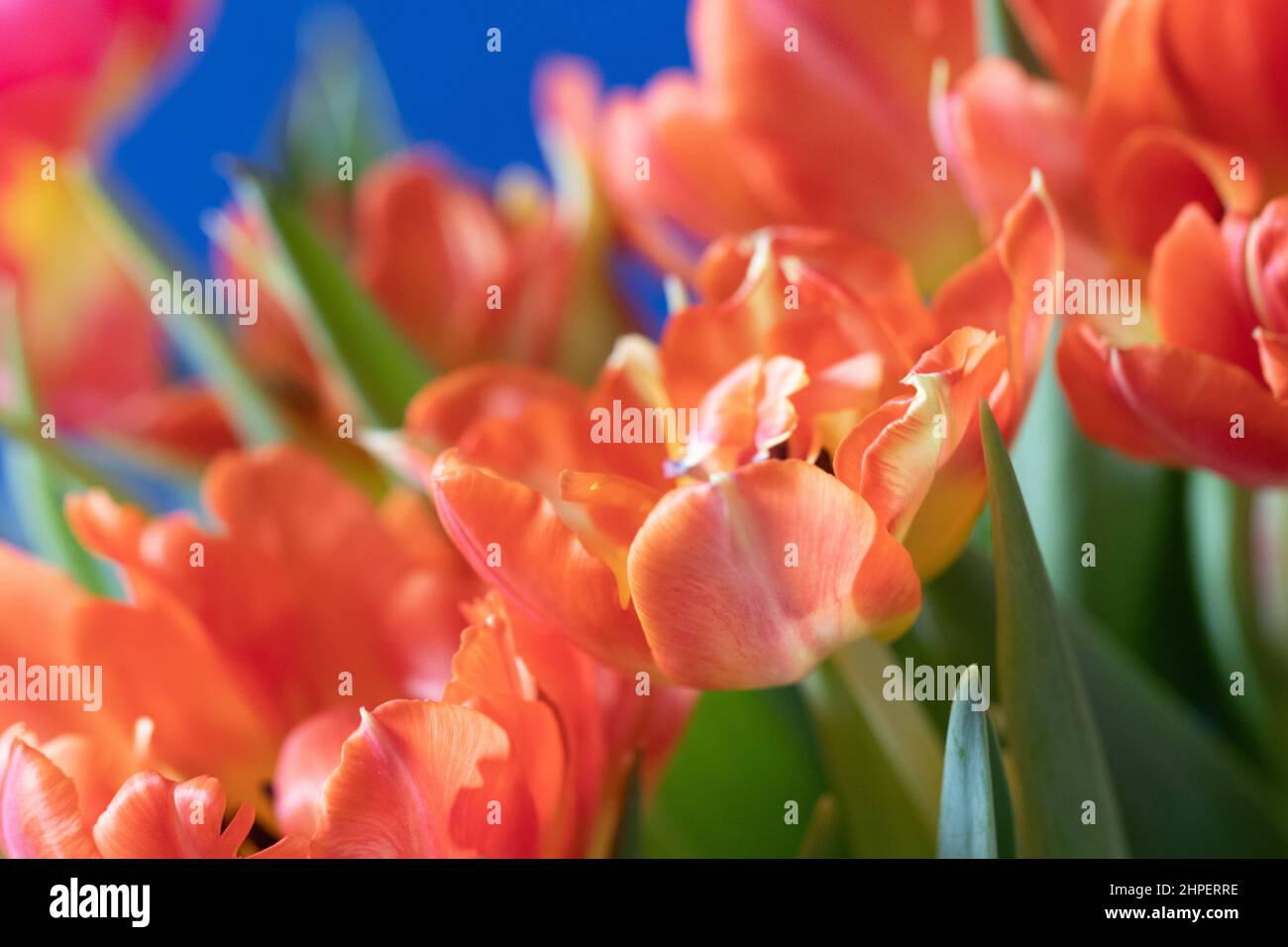 Tulipes colorées sur fond bleu avec une faible profondeur de champ pour se concentrer sur les pétales Banque D'Images