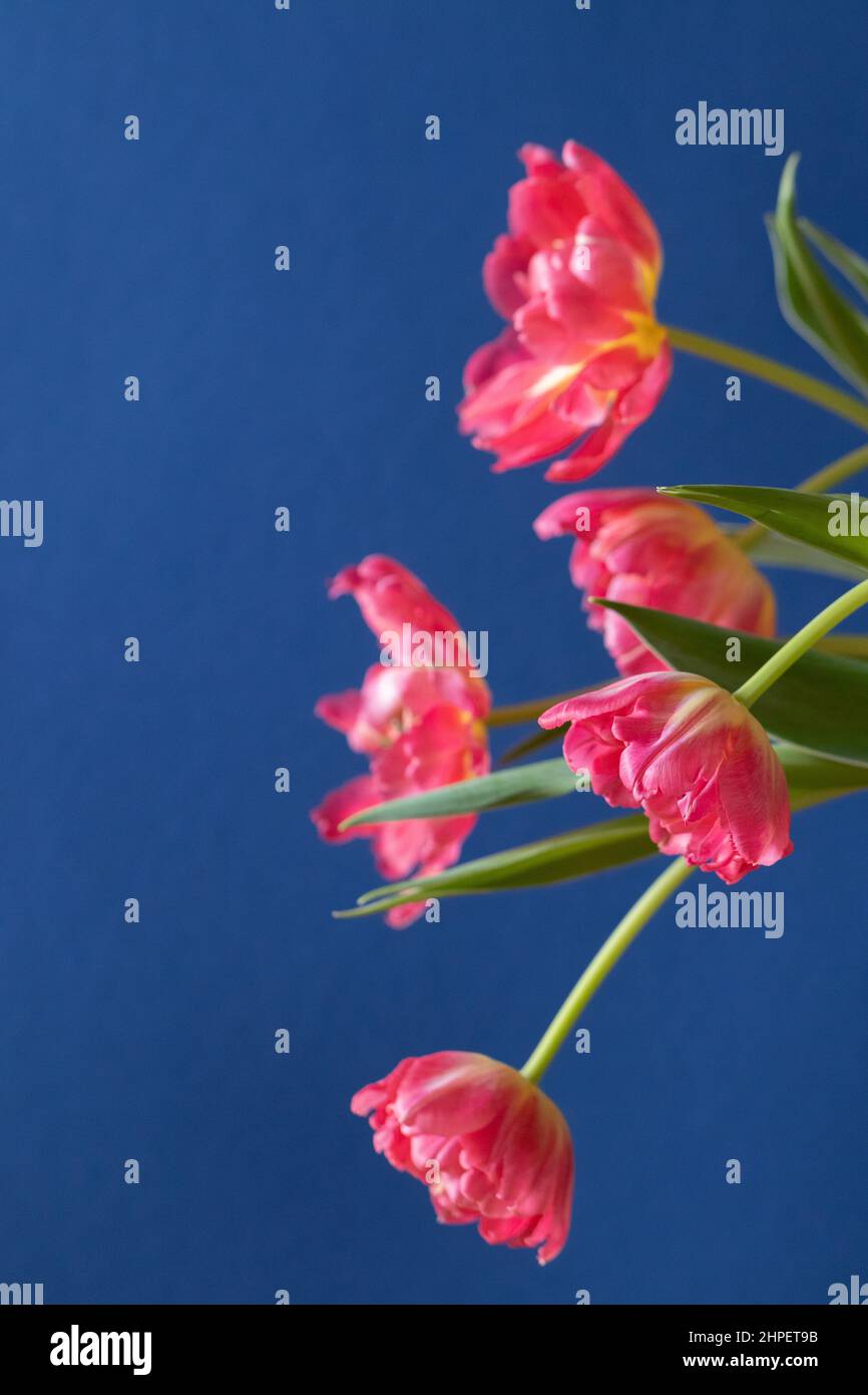 Tulipes colorées sur fond bleu avec une faible profondeur de champ pour se concentrer sur les pétales Banque D'Images