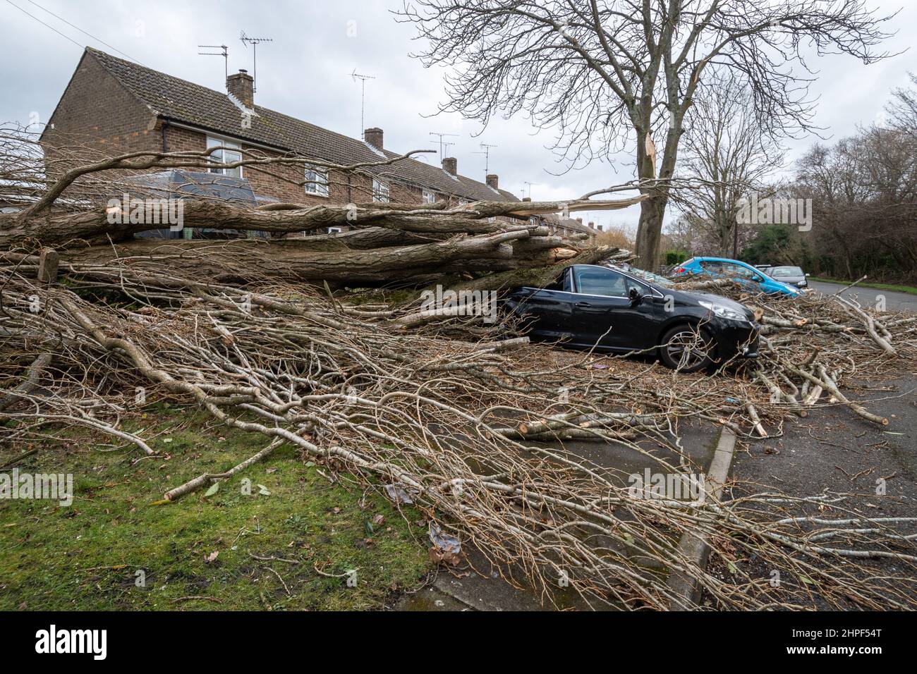 Février 2022, Storm Eunice dégâts. Une voiture garée à l'extérieur des maisons a été écrasée par un gros arbre tombé pendant la tempête Eunice à Marrowbrook Lane, Farnborough, Hampshire, Angleterre, Royaume-Uni. La vitesse de vent la plus élevée jamais observée en Angleterre, soit 122 km/h, a été enregistrée pendant la tempête qui a eu lieu le 18th février 2022, l'une des trois tempêtes désignées en 5 jours. Les conditions météorologiques extrêmes sont liées à la crise du changement climatique. Banque D'Images
