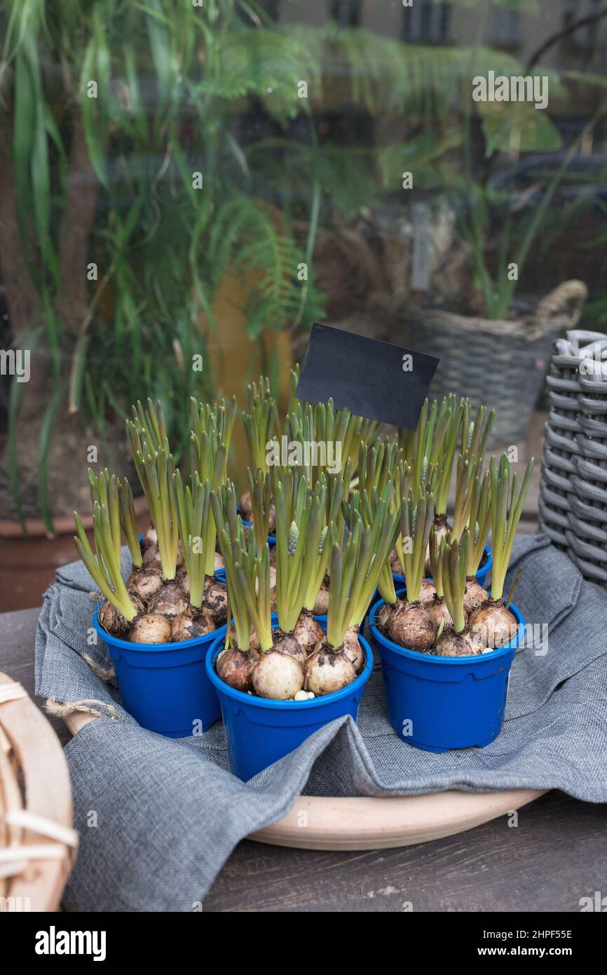 Bulbes et pousses fraîches de jacinthe de raisin ou de fleurs de Muscari dans des pots dans la boutique de fleurs. Achat de plantes de printemps pour la maison et lit de fleur concept. Mise au point douce et sélective Banque D'Images