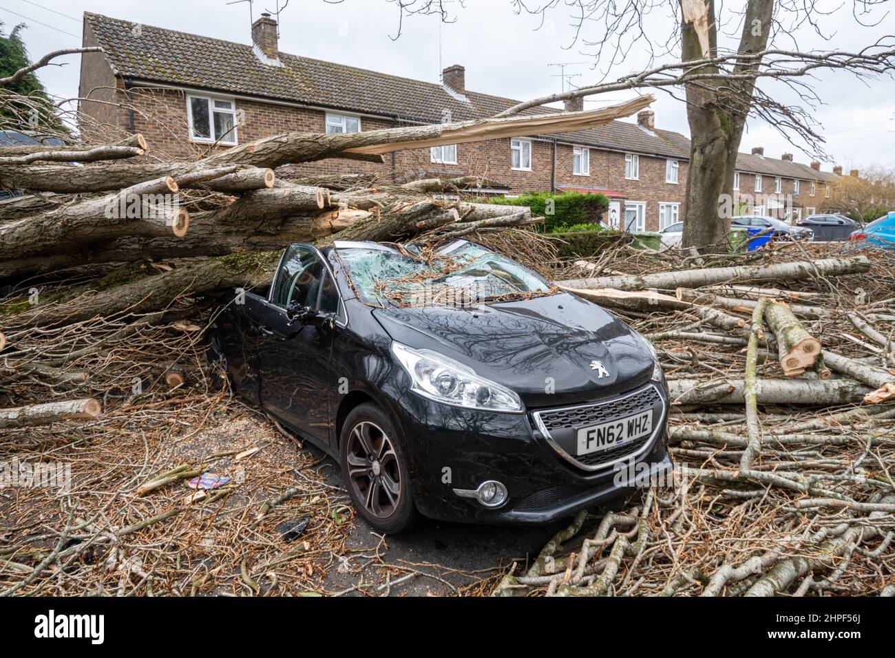 Février 2022, Storm Eunice dégâts. Une voiture garée à l'extérieur des maisons a été écrasée par un gros arbre tombé pendant la tempête Eunice à Marrowbrook Lane, Farnborough, Hampshire, Angleterre, Royaume-Uni. La vitesse de vent la plus élevée jamais observée en Angleterre, soit 122 km/h, a été enregistrée pendant la tempête qui a eu lieu le 18th février 2022, l'une des trois tempêtes désignées en 5 jours. Les conditions météorologiques extrêmes sont liées à la crise du changement climatique. Banque D'Images