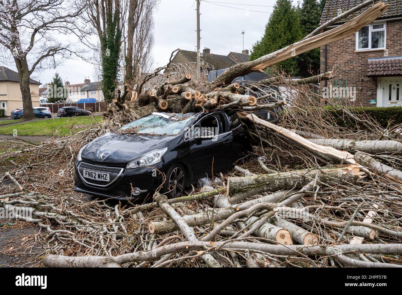 Février 2022, Storm Eunice dégâts. Une voiture garée à l'extérieur des maisons a été écrasée par un gros arbre tombé pendant la tempête Eunice à Marrowbrook Lane, Farnborough, Hampshire, Angleterre, Royaume-Uni. La vitesse de vent la plus élevée jamais observée en Angleterre, soit 122 km/h, a été enregistrée pendant la tempête qui a eu lieu le 18th février 2022, l'une des trois tempêtes désignées en 5 jours. Les conditions météorologiques extrêmes sont liées à la crise du changement climatique. Banque D'Images
