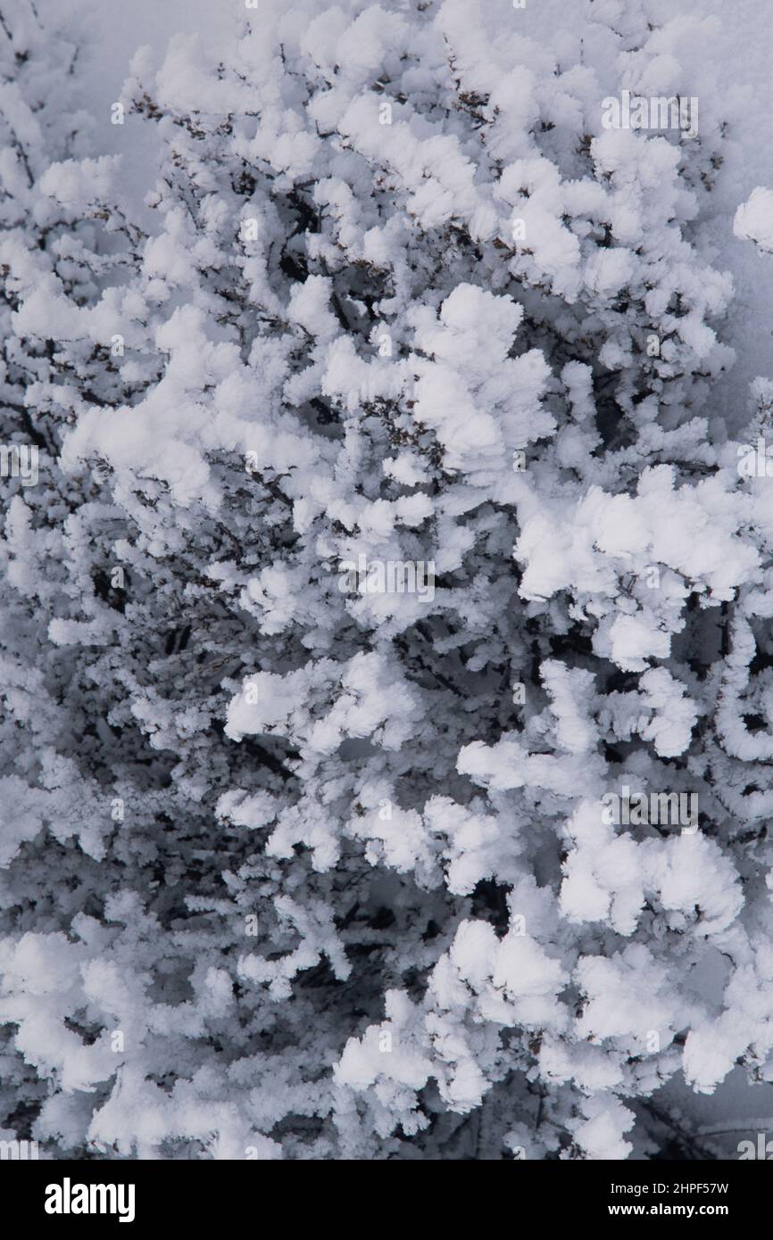 Des catystals géants au givre sur un arbuste dans le désert dans le parc national d'Arches après deux semaines de brouillard sous-gelé. Moab, Utah. Banque D'Images