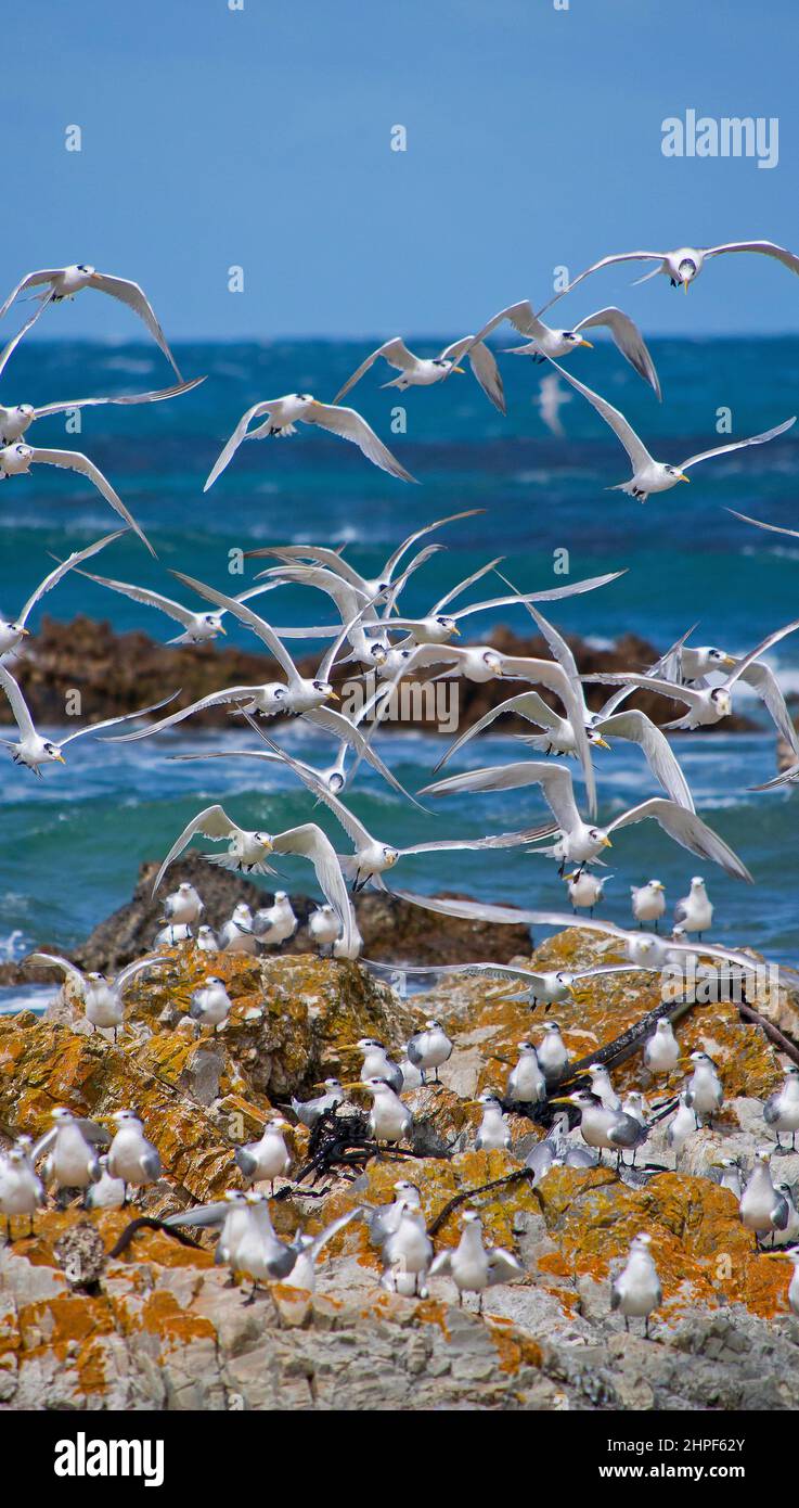 Grande Sterne de Crested, Thalasseus bergii, Réserve naturelle de Walker Bay, Gansbaai, Cap occidental, Océan Atlantique, Afrique du Sud, Afrique Banque D'Images