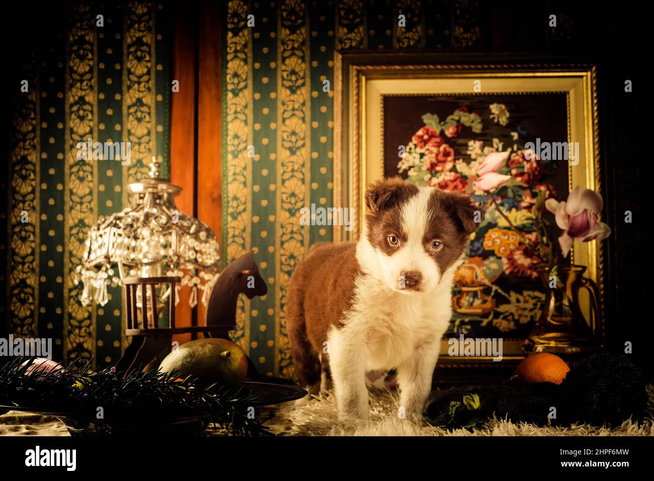 Petit animal de compagnie brun et blanc bordure chien collie dans une maison avec décoration art déco, vintage encore la vie. Banque D'Images