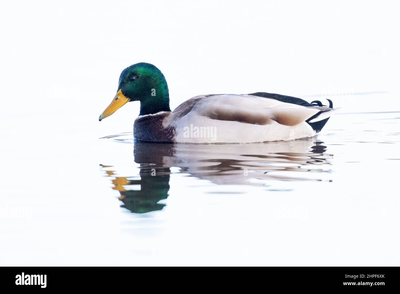 Mallard (Anas platyrhynchos), vue latérale d'un homme adulte nageant dans l'eau, Campanie, Italie Banque D'Images