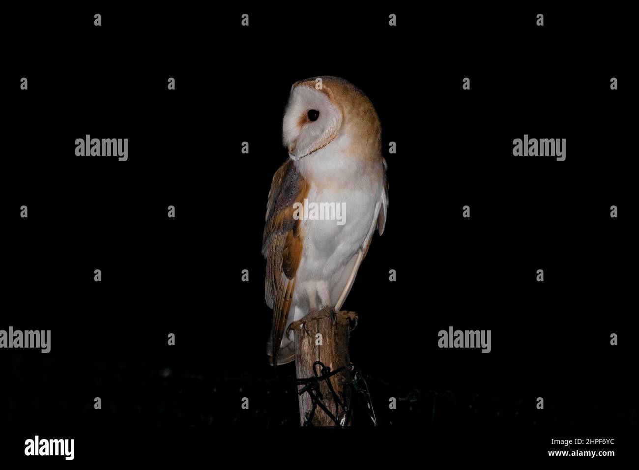 Barn Owl (Tyto alba), vue imprenable sur un adulte perché sur un poteau, Campanie, Italie Banque D'Images