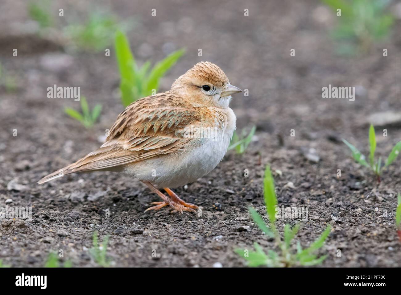 Grand Lark à embout court (Calandrella brachydactyla), vue latérale d'un adulte debout au sol, Campanie, Italie Banque D'Images