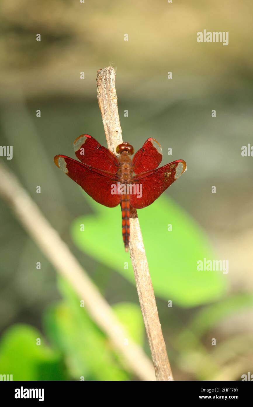 Portrait de la sauterelle rouge Banque D'Images