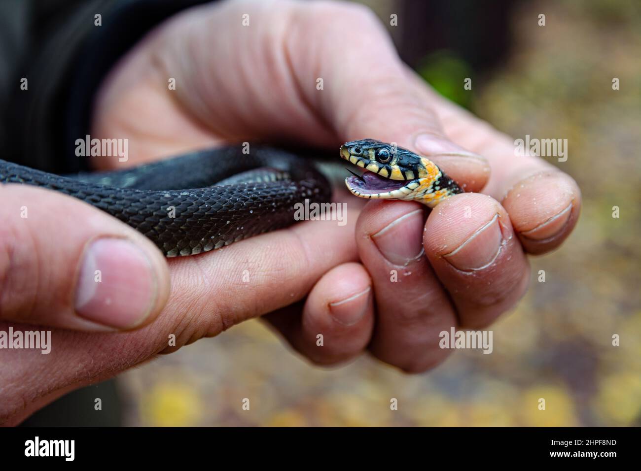 Le serpent d'herbe Natrix natrix dans les mains de l'homme. Gros plan sur le serpent. Banque D'Images
