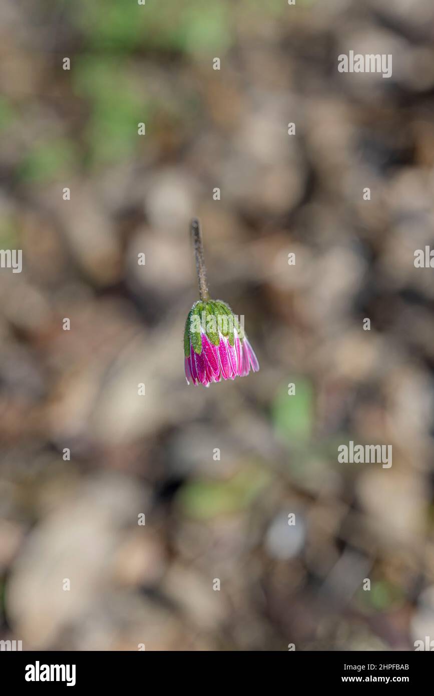 Bouton de fleur, Var, Source des Nayes, Saint Zacharie, France, Var, 83, PACA Banque D'Images