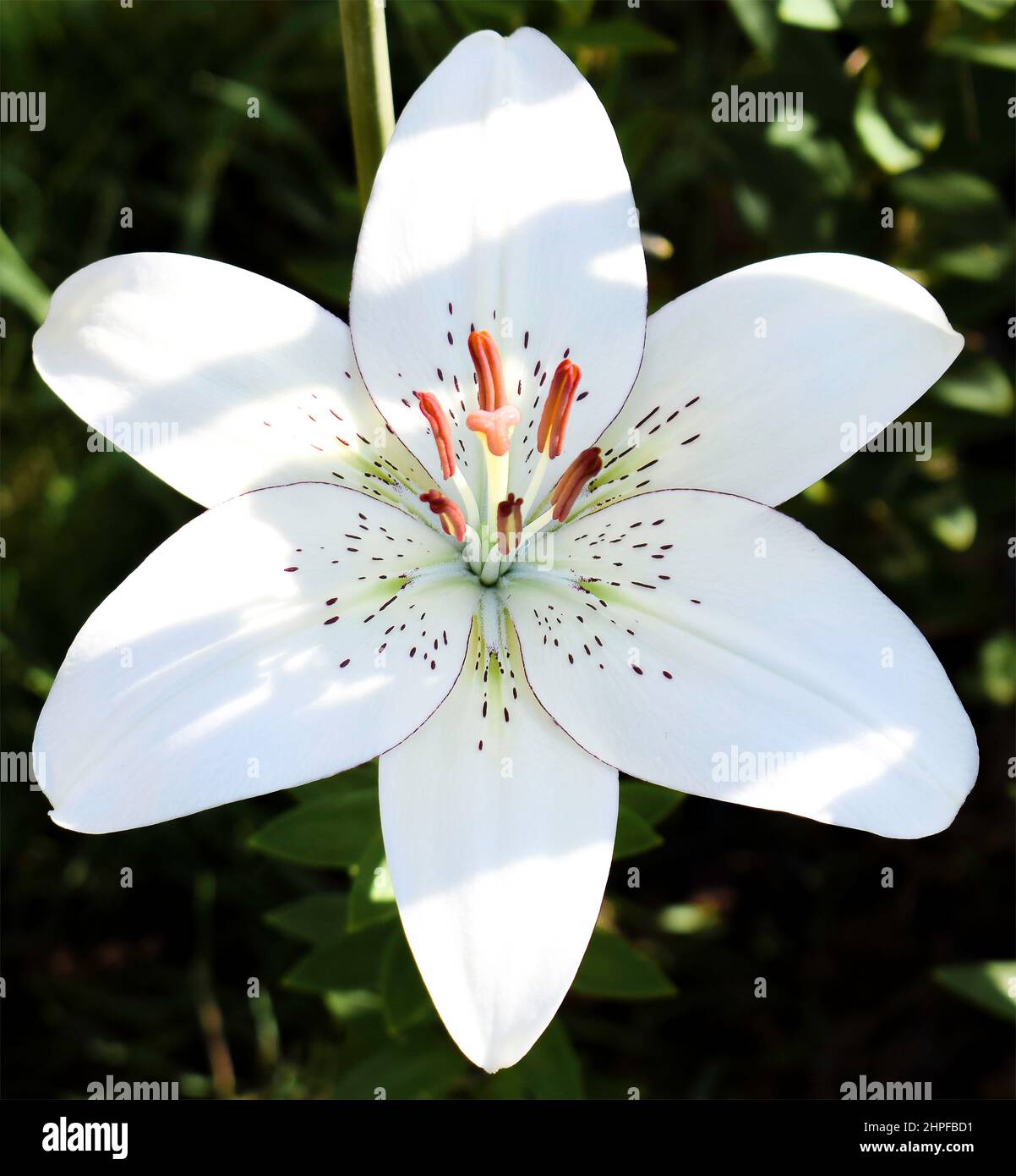 L'eyeliner Lilium Banque D'Images