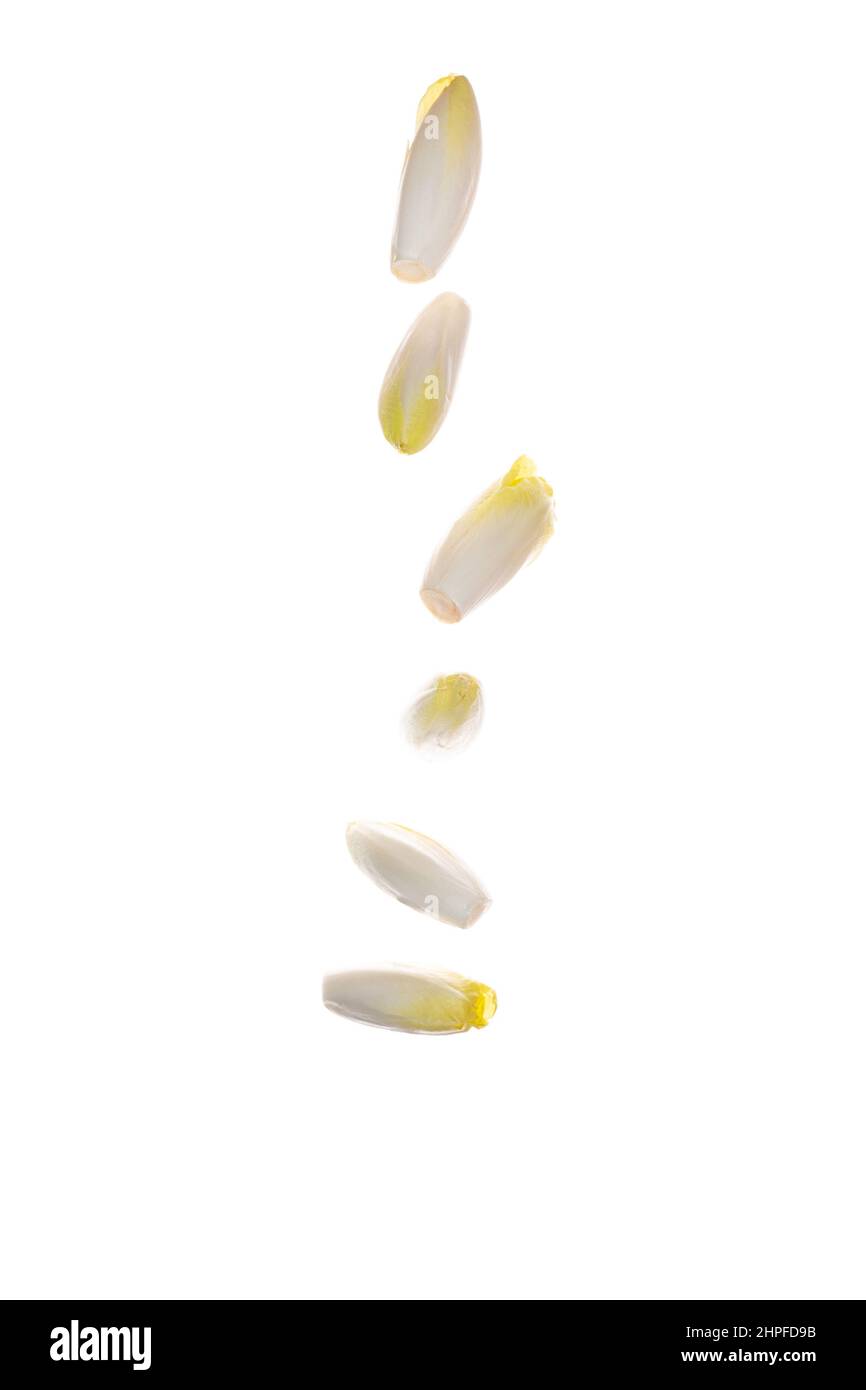 endives biologiques crues, chicorée à salade Banque D'Images