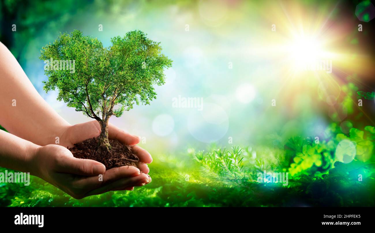 Environnement - coeur d'arbre dans la nature avec les mains et la forêt verte - jour de la Terre Banque D'Images