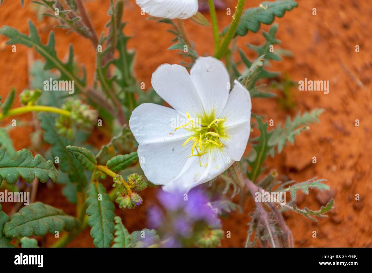 Blanc succulent désert de fleurs sauvages contre un sol rouge dans Monument Valley Banque D'Images