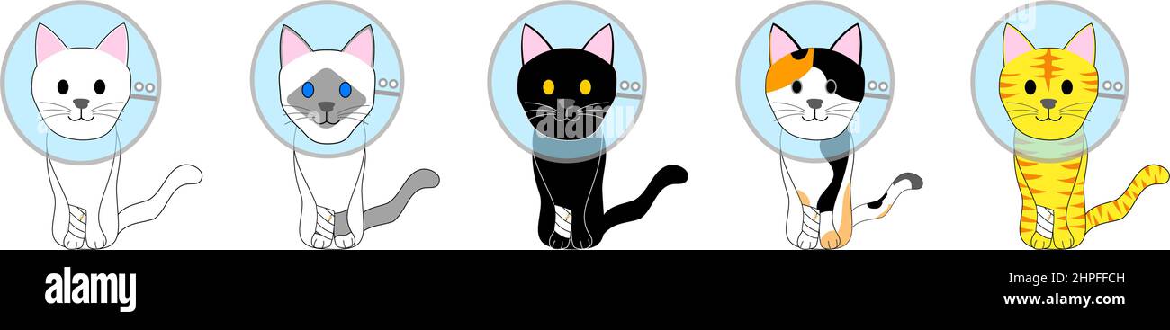 Un groupe de chats skinny avec col élisabéthain Banque D'Images