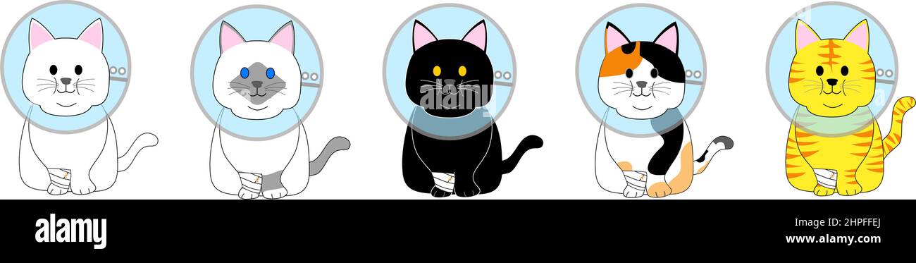 Un groupe de chats avec col élisabéthain Banque D'Images