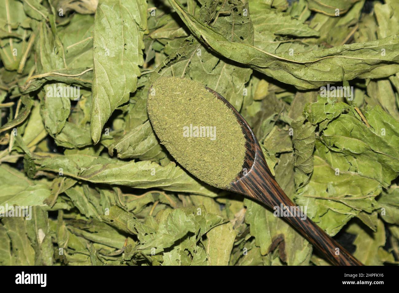 Stevia, Stevia rebaudiana, Banque D'Images