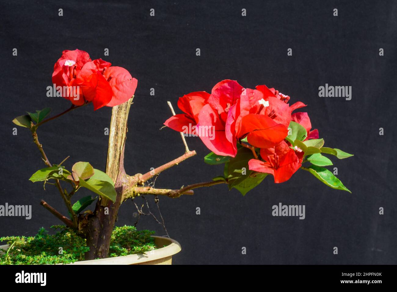 Le bougainvillea glabra est parfois appelé 'fleur de papier' parce que ses bractées sont minces et papeties. Arbuste d'escalade énergique Evergreen avec tiges épineuses Banque D'Images