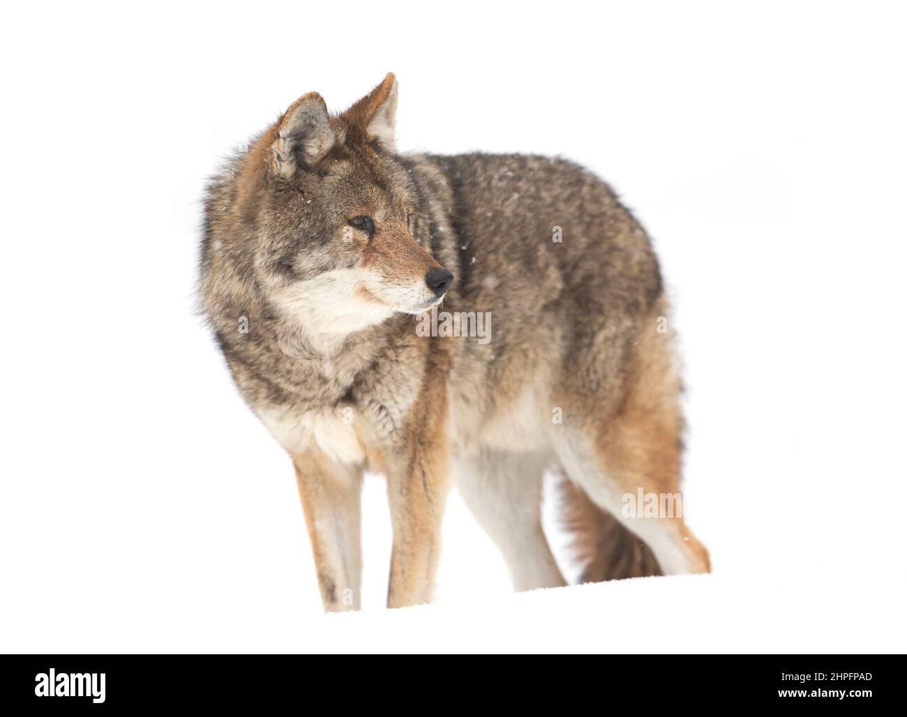 Un coyote (Canis latrans) isolé sur fond blanc la marche et la chasse dans la neige de l'hiver au Canada Banque D'Images