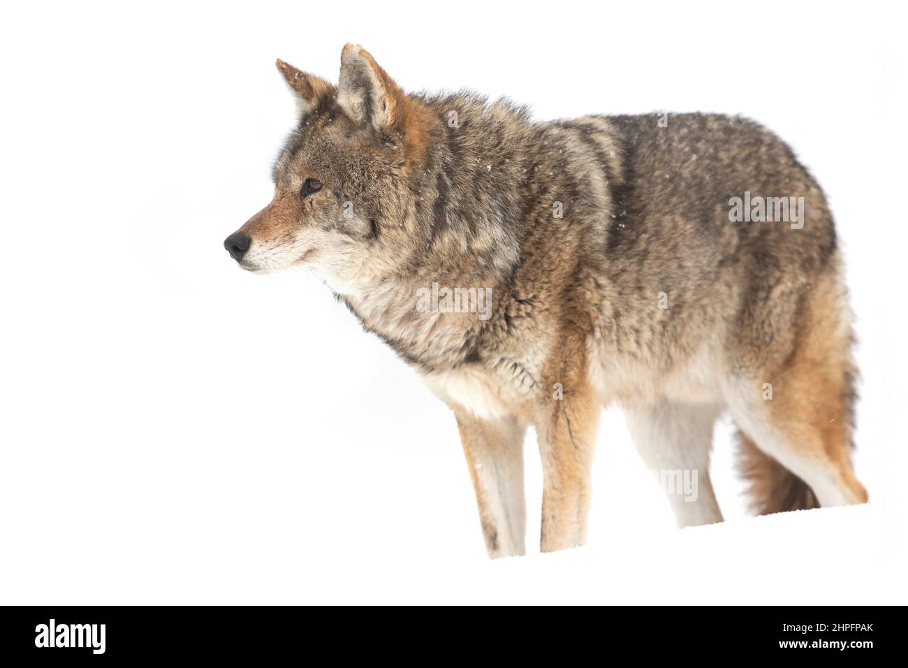 Un coyote (Canis latrans) isolé sur fond blanc la marche et la chasse dans la neige de l'hiver au Canada Banque D'Images