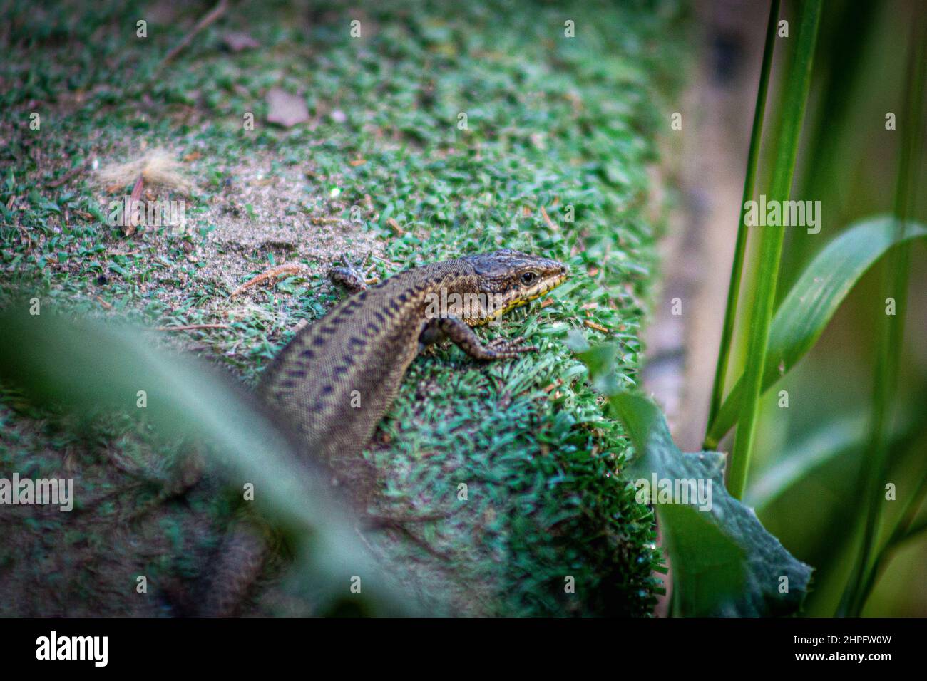 Petit lézard Gecko en Pierre verte Mossy Banque D'Images