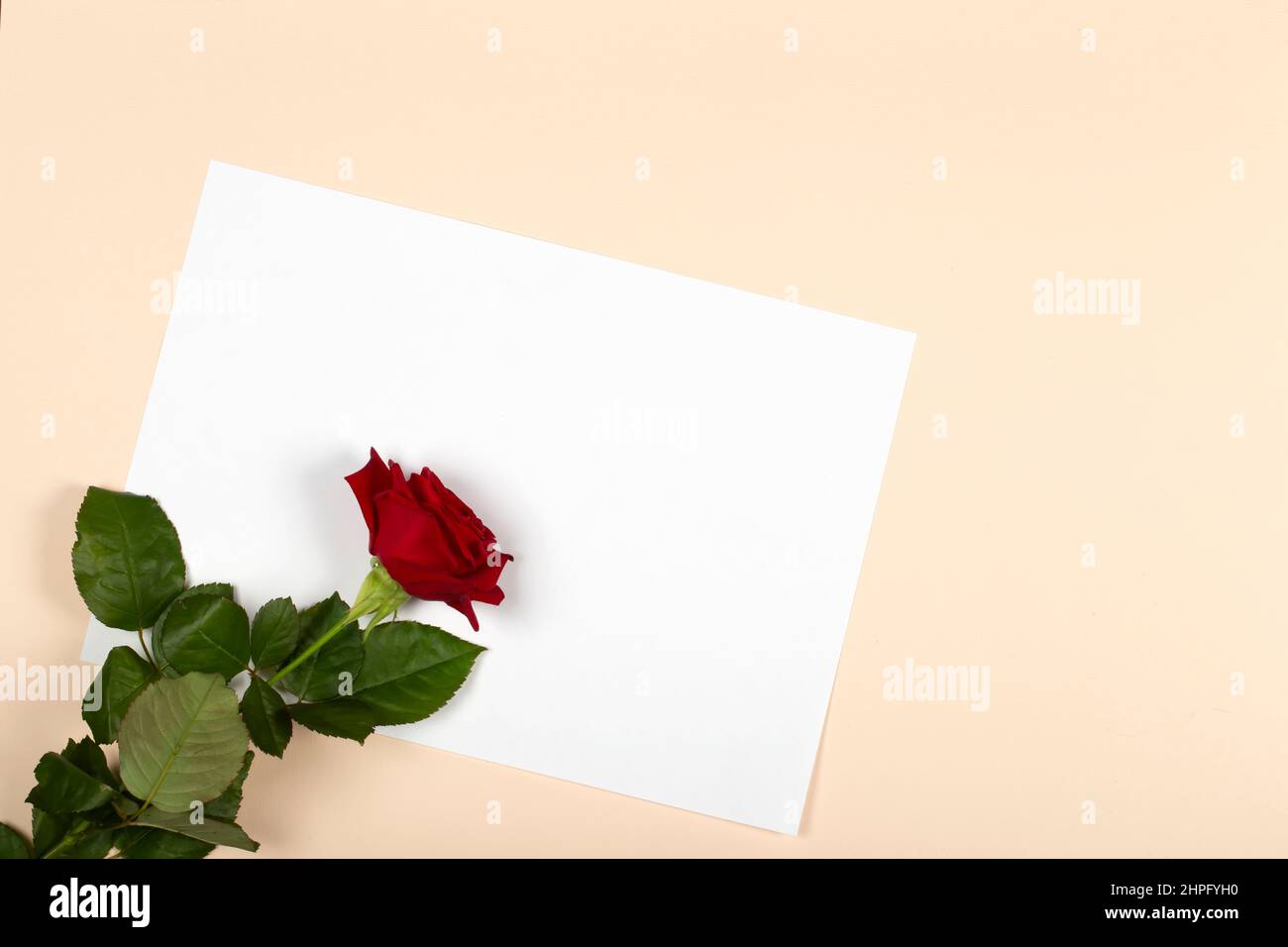Sur un fond beige, une belle fleur et une feuille blanche. Rose rouge sur  une feuille de papier blanche Photo Stock - Alamy