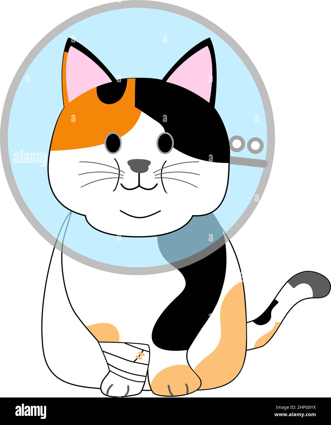 Un chat calico gras avec un col élisabéthain Banque D'Images