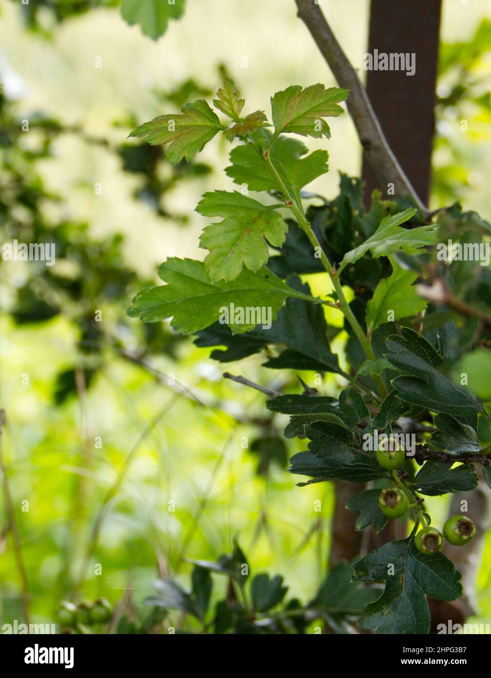 Feuilles de Hawthorn et haws non mûrs (baies d'aubépine) dans le sud des pays-Bas en juillet. Nom latin : Crataegus Banque D'Images