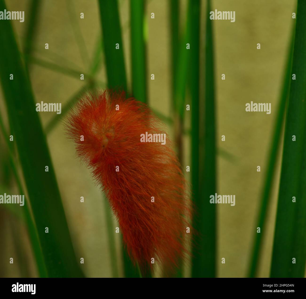 Chenille orange Megalopyge albicolli sur une feuille. Sao Paulo, Brésil Banque D'Images