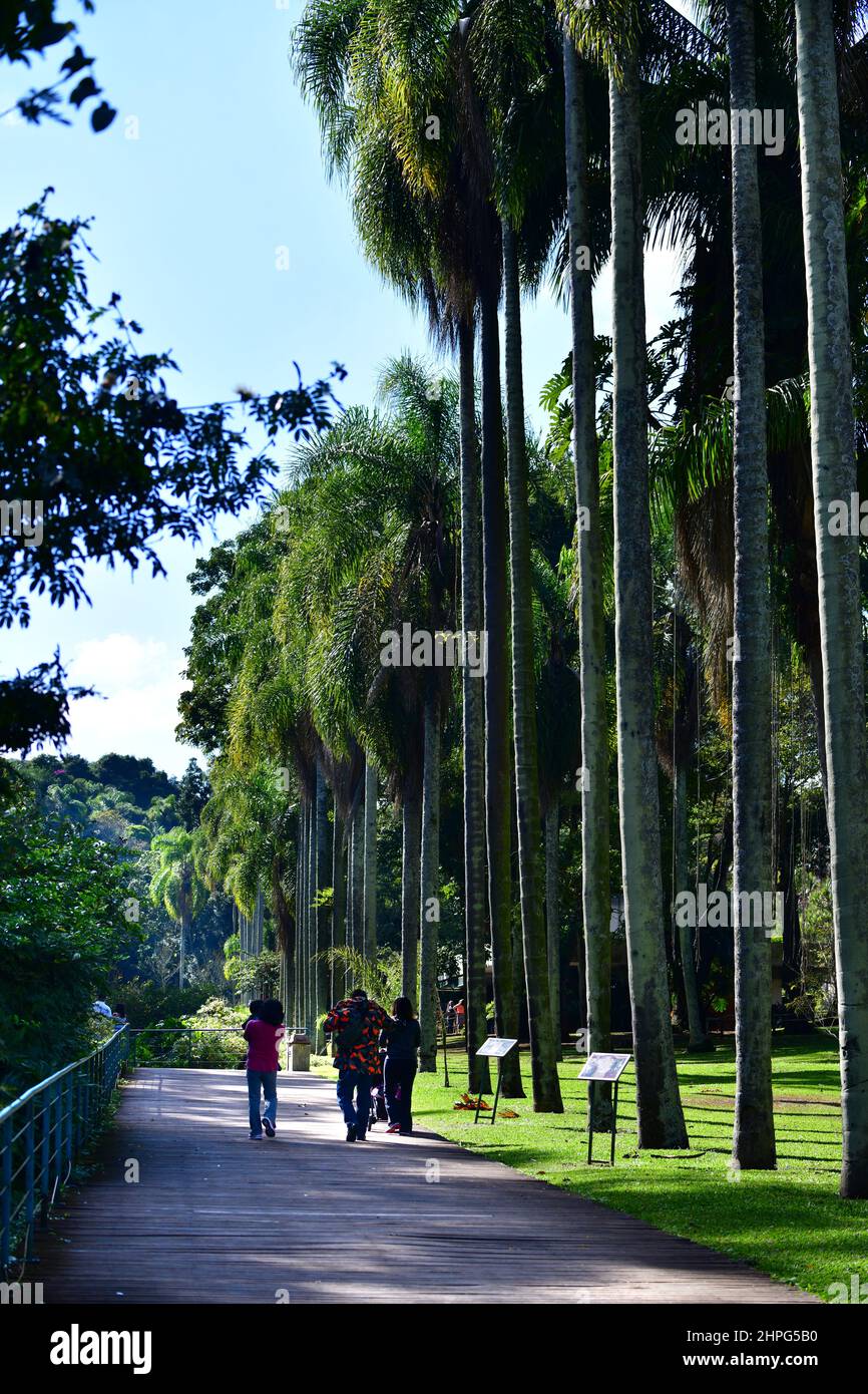 Personnes visitant le jardin botanique de Sao Paulo, Brésil Banque D'Images