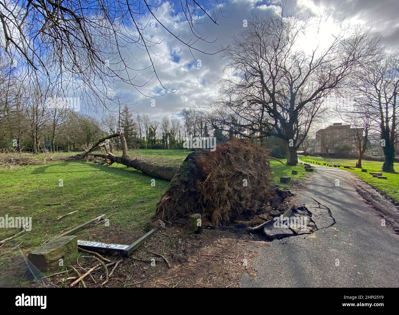 Swansea, Royaume-Uni. 21st févr. 2022. Un homme coupe les branches d'un arbre déraciné qui est tombé dans les vents élevés générés par Storm Franklin et Eunice près de Singleton Park, Swansea cet après-midi. Credit: Phil Rees/Alamy Live News Banque D'Images