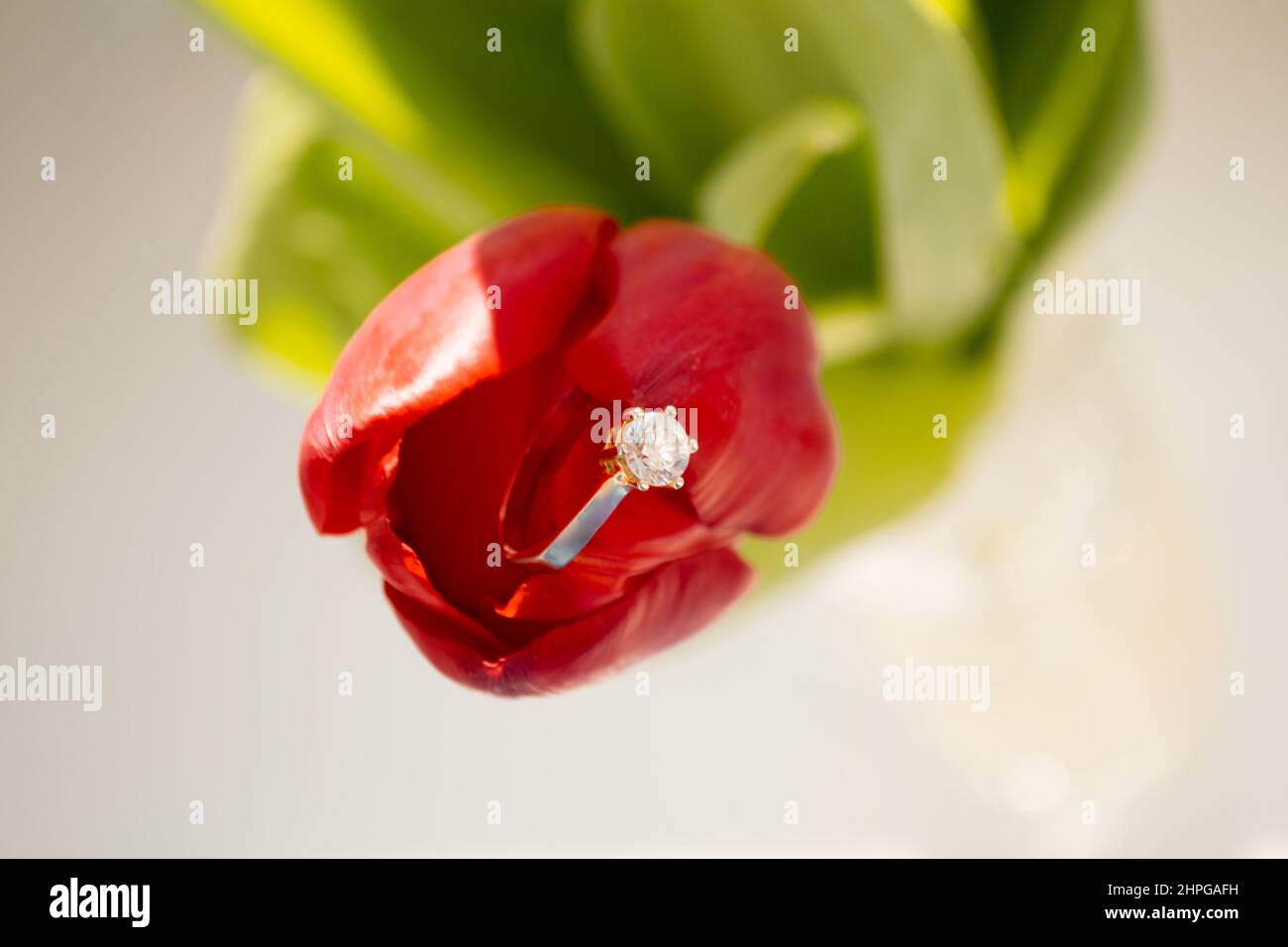 Gros plan d'une tulipe rouge avec un anneau de diamant doré à l'intérieur. Banque D'Images