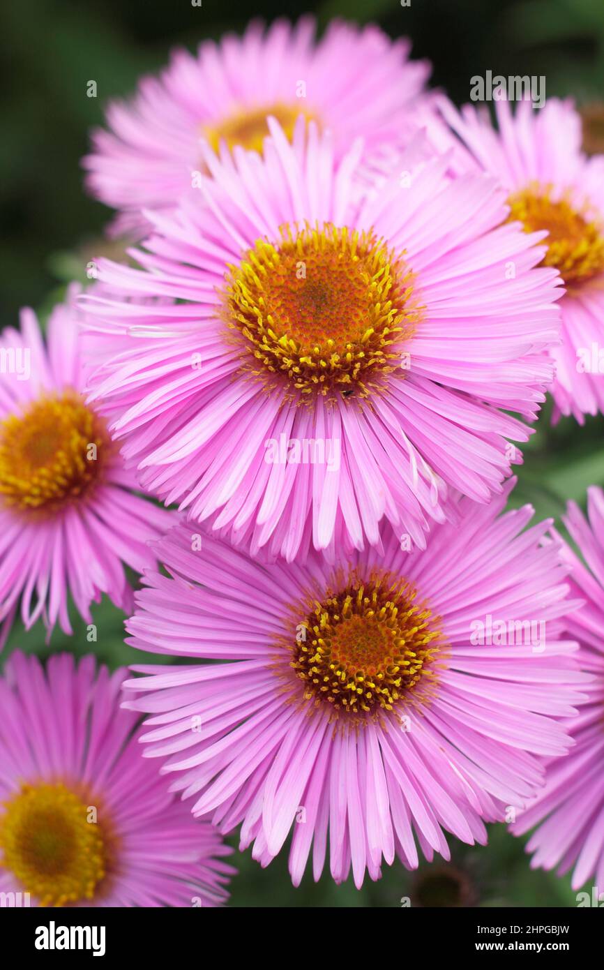 Symphyotrichum novae-angliae 'Barr's Pink' l'aster de la Nouvelle-Angleterre fleurit au début de l'automne. ROYAUME-UNI Banque D'Images