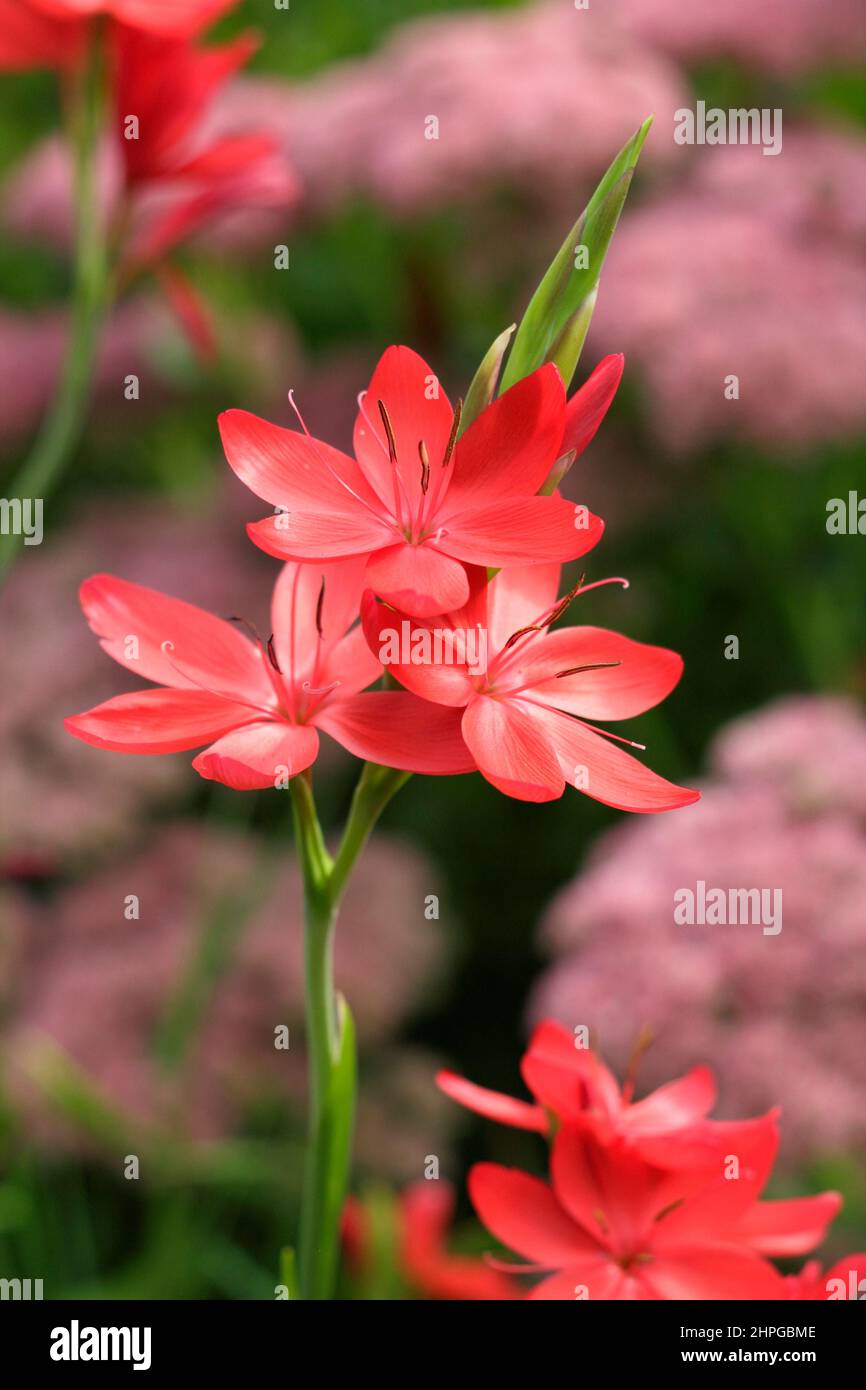 Hesperantha coccinea 'Major' ou drapeau cramoisi lély 'Major' à la fin de l'été (septembre) Royaume-Uni Banque D'Images