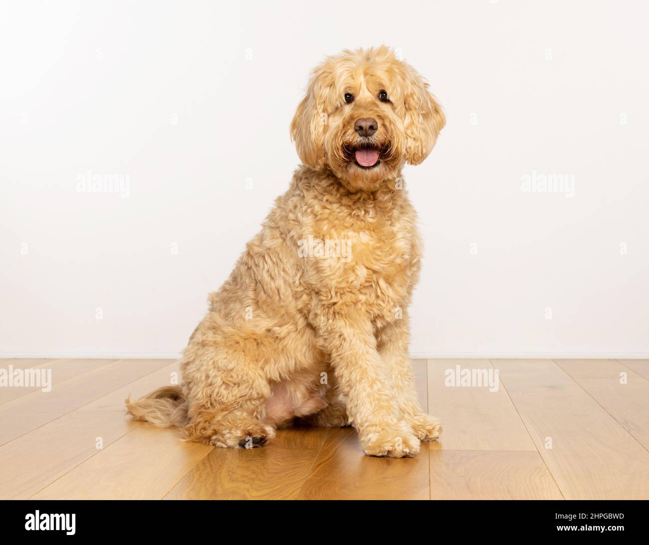 Goldendoodle chien assis sur un plancher en bois avec une expression heureuse et de la lumière regardant l'appareil photo. ROYAUME-UNI Banque D'Images