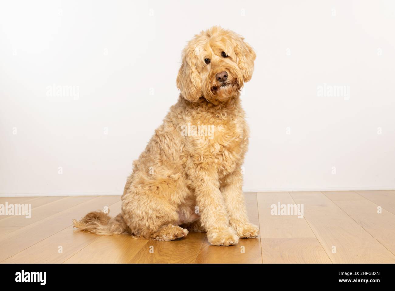 Goldendoodle chien assis sur un plancher en bois avec une expression triste et curieux regardant l'appareil-photo. ROYAUME-UNI Banque D'Images