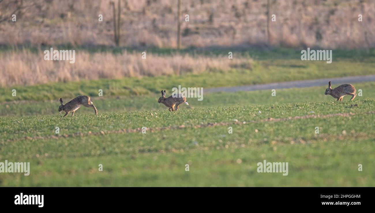 Trois de suite. Trois lièvres brunes se suivent l'une l'autre à travers un champ sur une ferme mixte . Chacun montre une phase différente de son mouvement. Suffolk, Royaume-Uni Banque D'Images